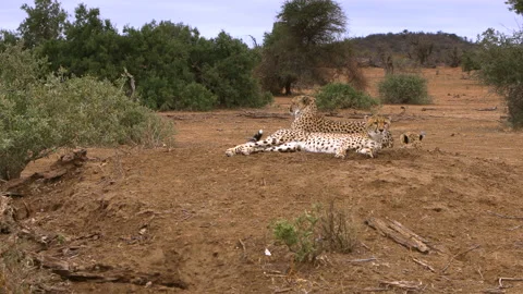 Cheetah group Stock Footage 212355042