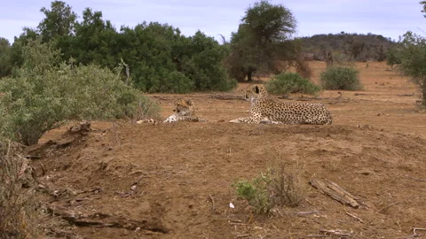 Cheetah group Stock Footage 212356049