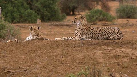 Cheetah group Stock Footage 212356253