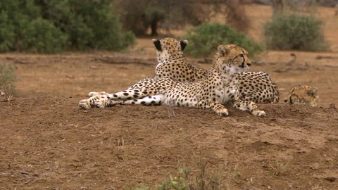 Cheetah group Stock Footage 212357178