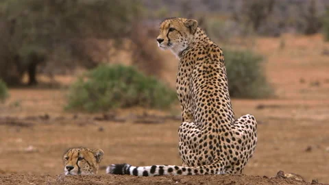 Cheetah group Stock Footage 212357925