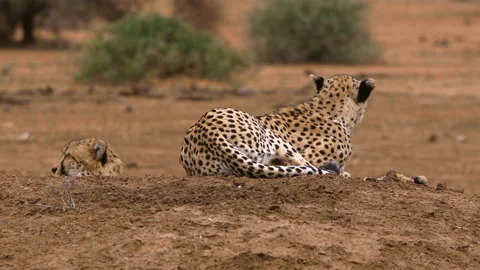 Cheetah group Stock Footage 212358469
