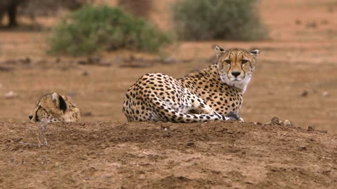 Cheetah group Stock Footage 212358853