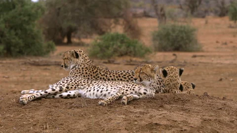 Cheetah group Stock Footage 212411057