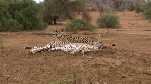 Cheetah group Stock Footage 212411221