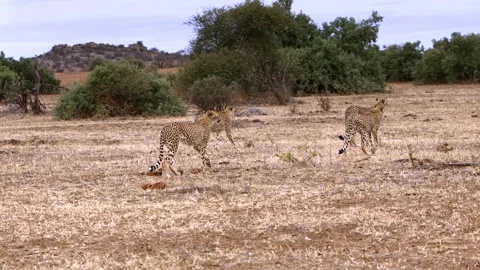 Cheetah group Stock Footage 212412686