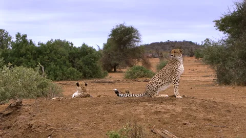 Cheetah group Stock Footage 212413050