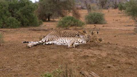 Cheetah group Stock Footage 212413137