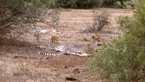Cheetah group Stock Footage 212421872