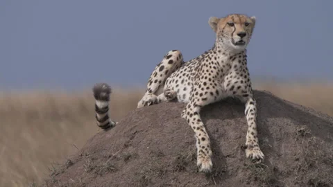 Cheetah Hanging Out On Mound Stock Footage 217653355