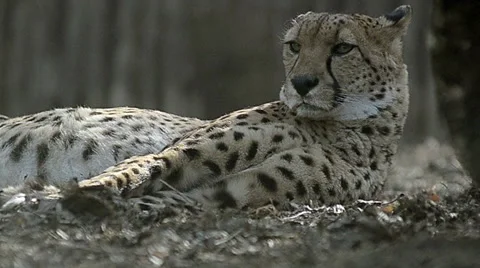 Cheetah having rest Stock Footage 50517309