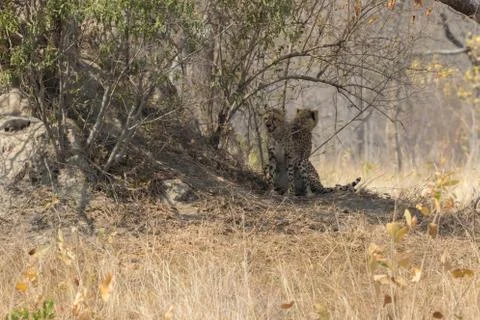 Cheetah having rest under a tree Stock Photos