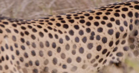 Cheetah head and hind as it walks through grass at day Stock Footage 314790402