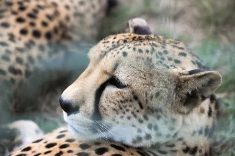 Cheetah head close up Stock Photos