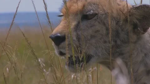 Cheetah head Stock Footage 12360517