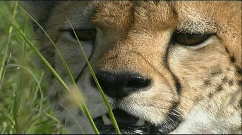 Cheetah head Video stock 12558489
