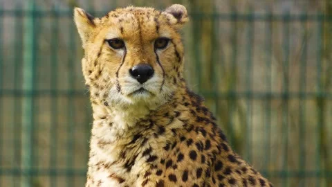 A cheetah head Stock Footage 270587290