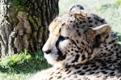 Cheetah head Stock Photos