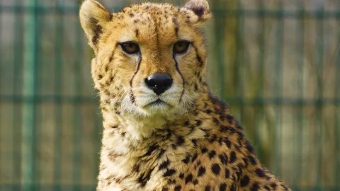 A cheetah head resting Stock Footage 270850263