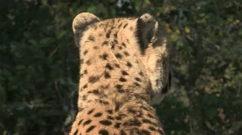 Cheetah head shot Stock Footage 22778696