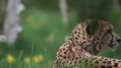 Cheetah head turn Stock Footage 45620507