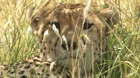 Cheetah heads Stock Footage 22269438