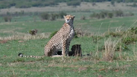 Cheetah with here cubs Stock Footage 240433245