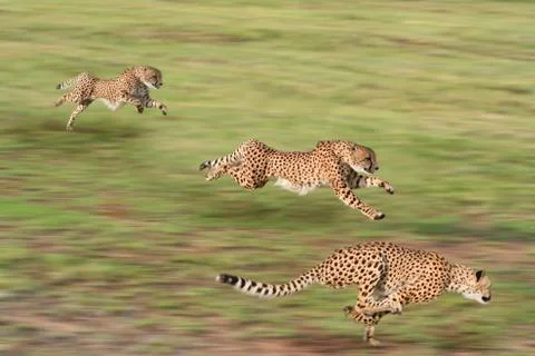 Cheetah Hunt Stock Photos