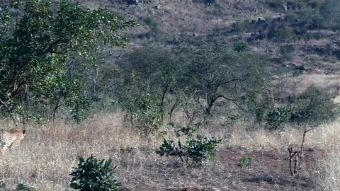 Cheetah Hunting Fails to Catch Large Kori Bustard Bird. Stock Footage