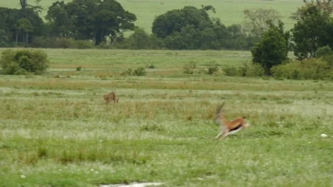 Cheetah hunting Stock Footage 132838016