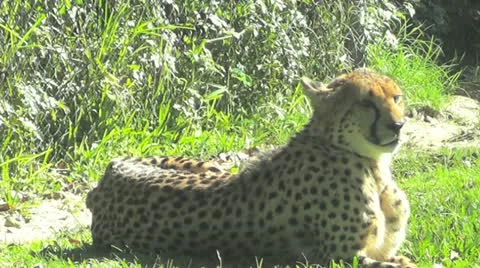 Cheetah I Stock Footage 12579276