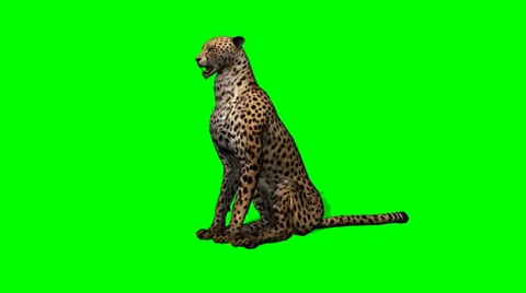 Cheetah idle on green screen Video stock 39768876