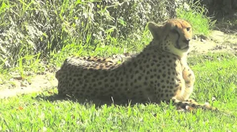 Cheetah II Stock Footage 12579726