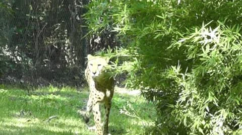 Cheetah III Stock Footage 12582685