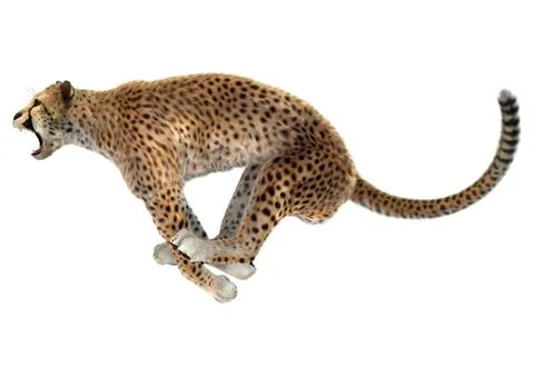 Cheetah Stock Illustration