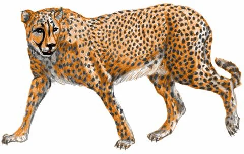 Cheetah Stock Illustration