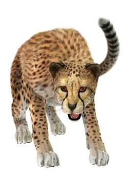 Cheetah Illustrazione stock