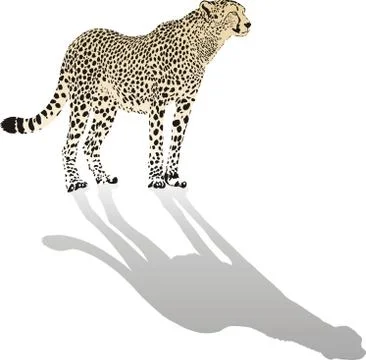 Cheetah Illustrazione stock