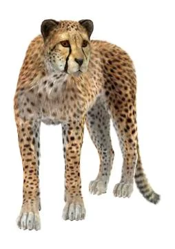 Cheetah Illustrazione stock