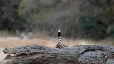 Cheetah inspecting a fallen tree Stock Footage 341941129
