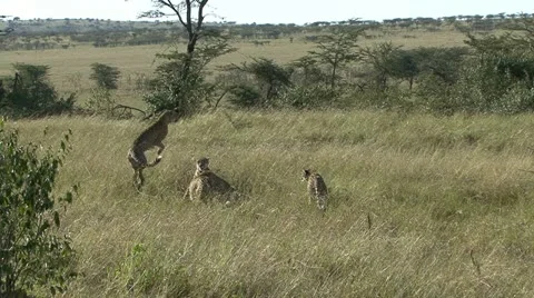 CHEETAH INTERACTION Video stock 14545739