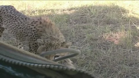 Cheetah investigating side opening of camera vehicle Stock Footage 22183526