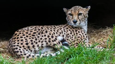 Cheetah in its den Stock Photos
