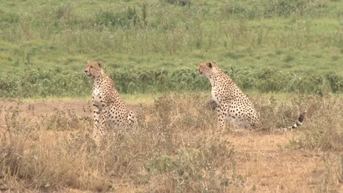 Cheetah in Kenya Stock Footage 117558635