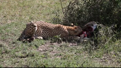 Cheetah on a Kill   (HD) Stock Footage 8599471