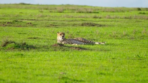 Cheetah Laying Down Stock Footage 305124511