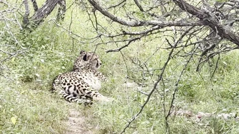 Cheetah laying down Stock Footage 334746918