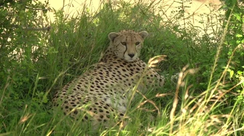 Cheetah Laying Down in Maasai Mara Safari, Kenya Stock Footage 40956115