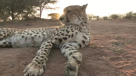 Cheetah laying flat with sun behind Stock Footage 22772478