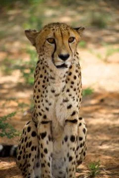 Cheetah laying on the floor Stock Photos